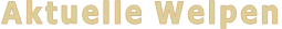 Aktuelle Welpen