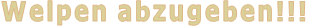 Welpen abzugeben!!!